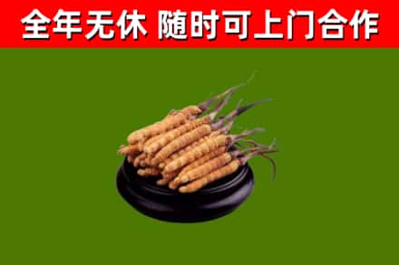 六合回收冬虫夏草